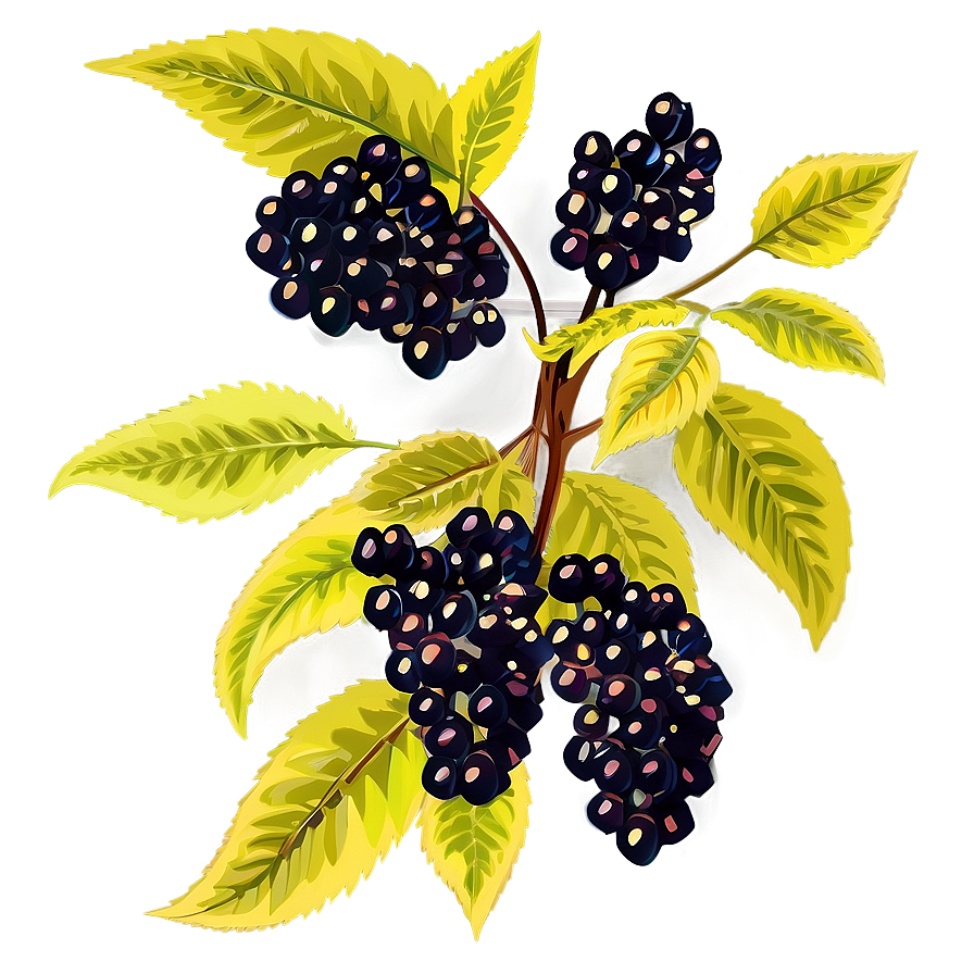 Elderberry Vector Png Pue