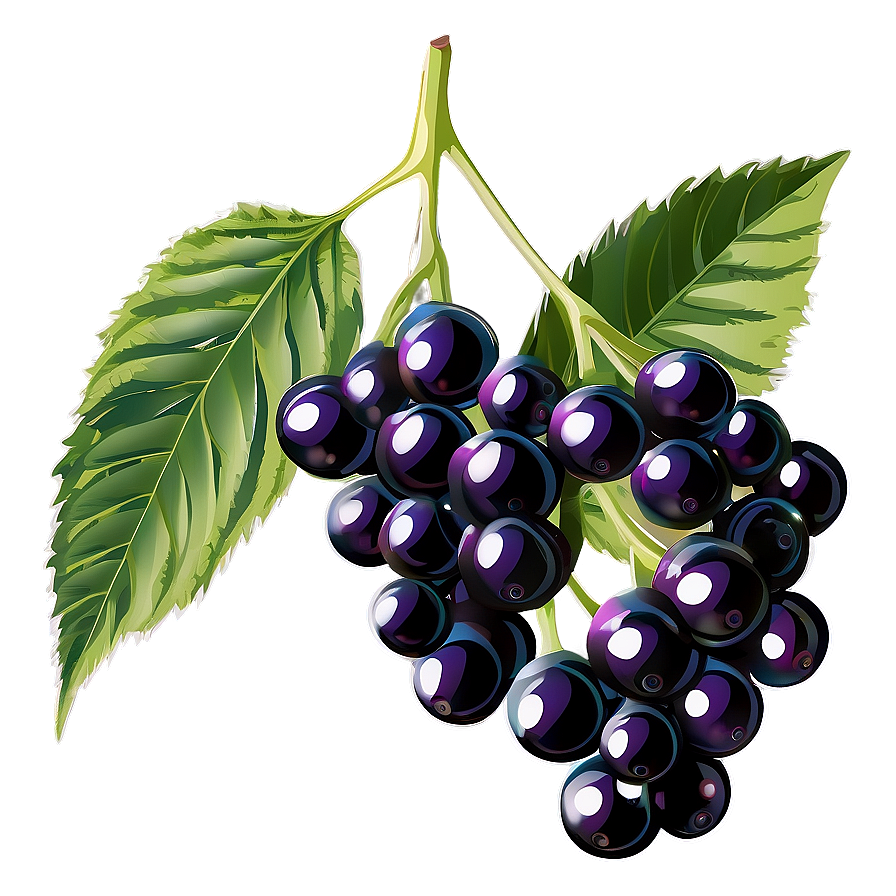 Elderberry Vector Png Wsp79