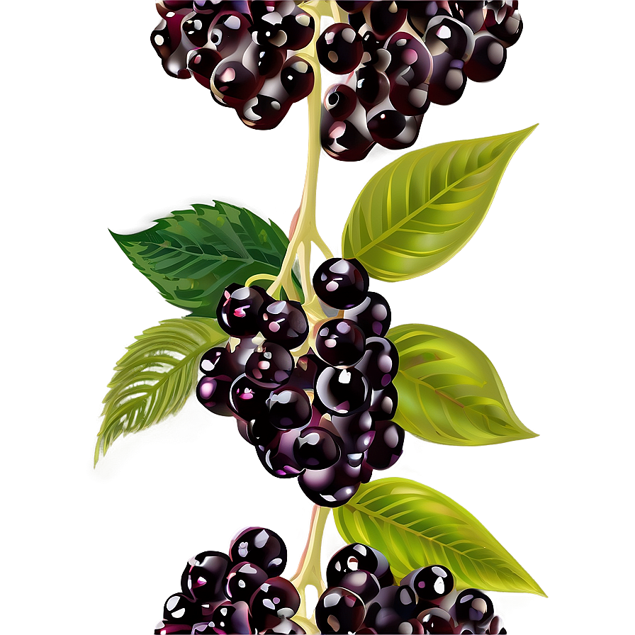 Elderberry Vector Png Xlo