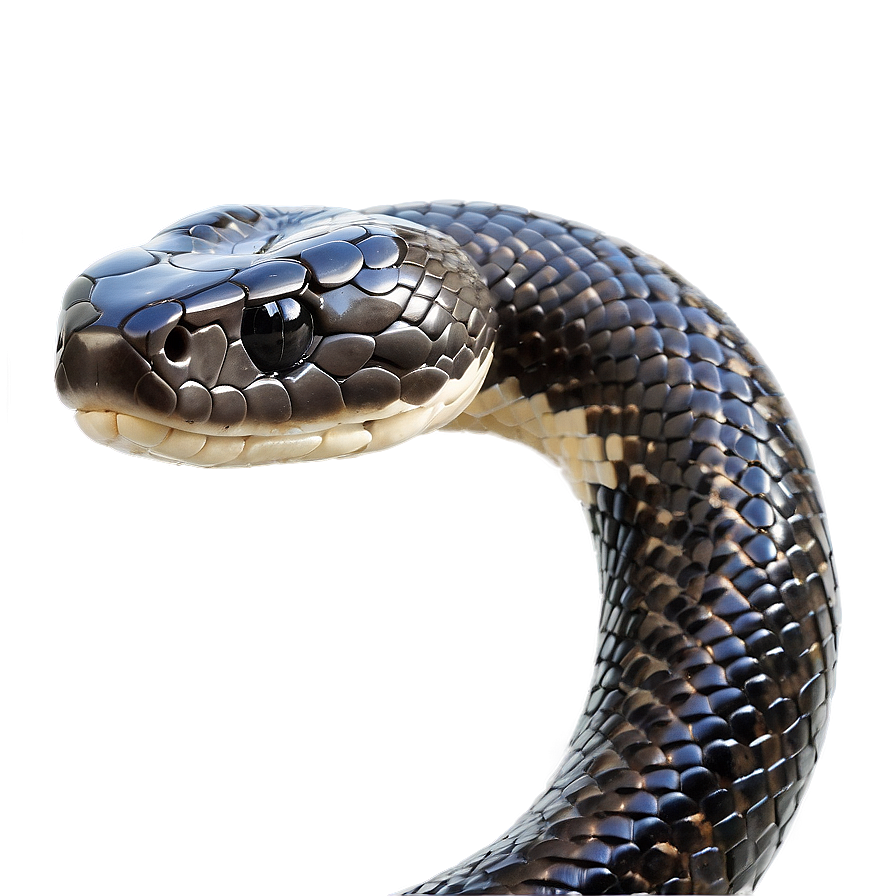 Elegant Black Snake Png Xkf31