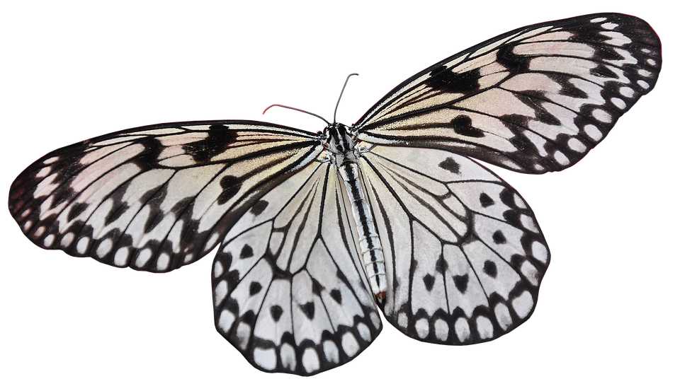 Elegant Blackand White Butterfly