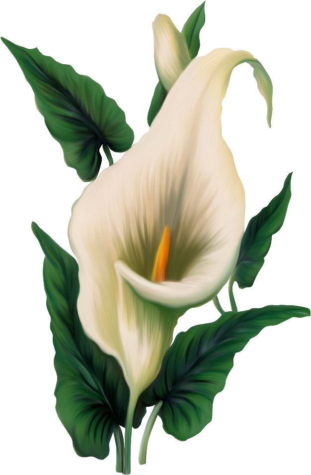 Elegant Calla Lily Illustration