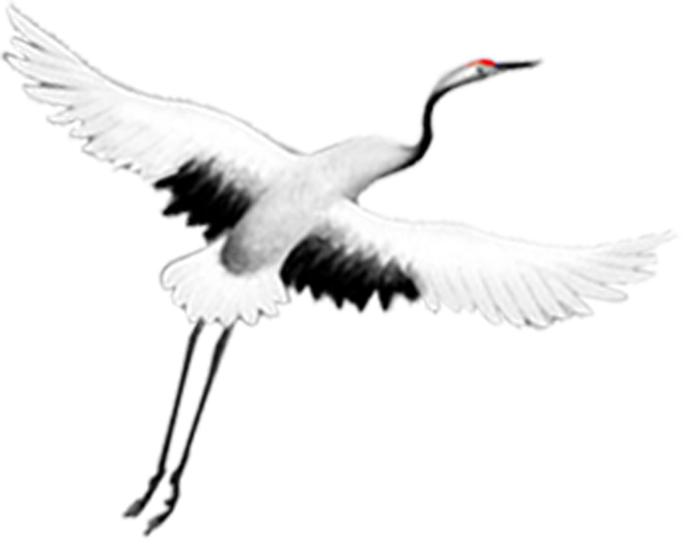 Elegant Crane In Flight.png
