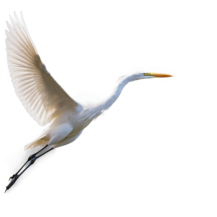 Elegant Egret Soaring Png Fvq41