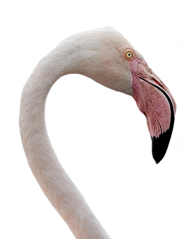 Elegant Flamingo Neck Curve