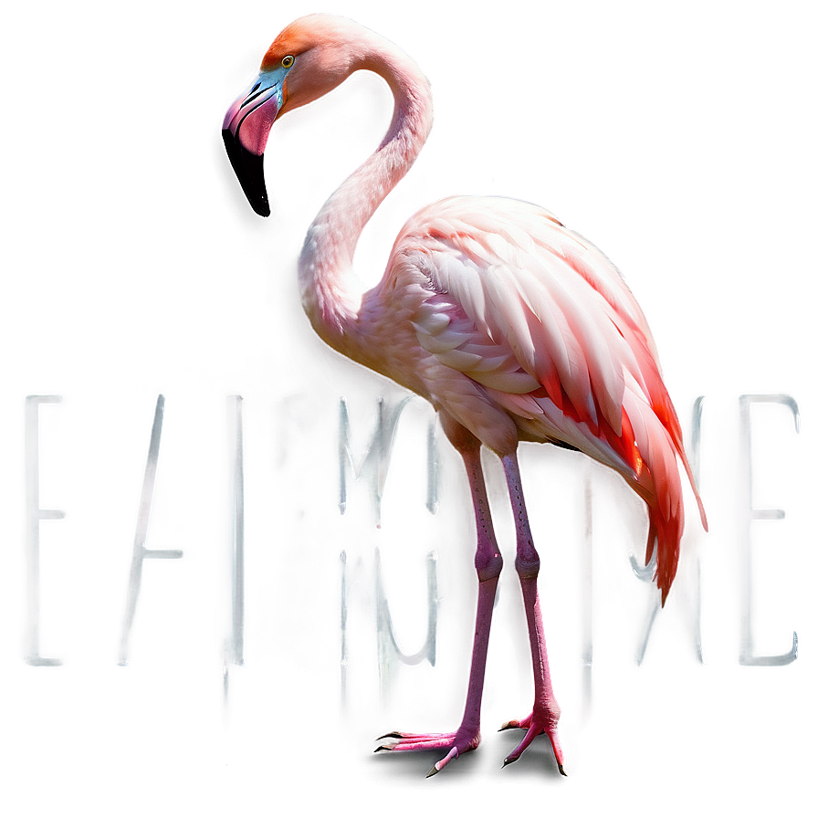 Elegant Flamingo Pose Png Wkw13