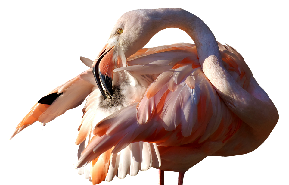 Elegant Flamingo Preening