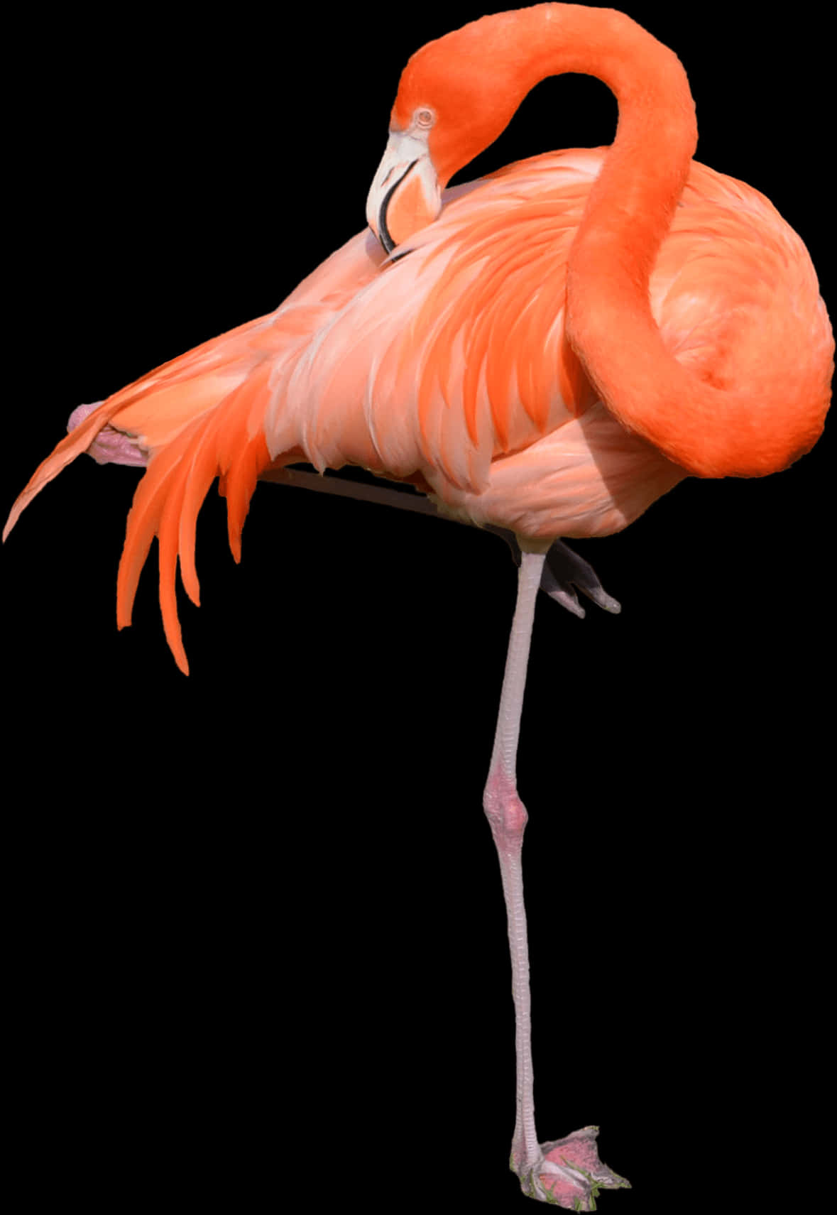 Elegant Flamingo Standing One Leg