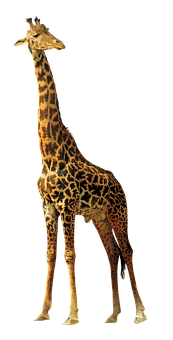 Elegant Giraffe Standing Against Black Background.jpg