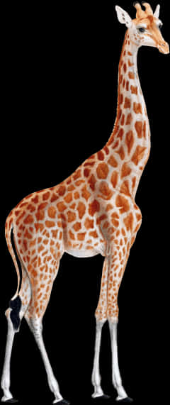 Elegant Giraffe Standing Black Background