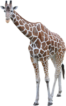 Elegant Giraffe Standing Isolated