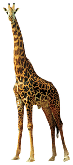 Elegant Giraffe Standing Isolated