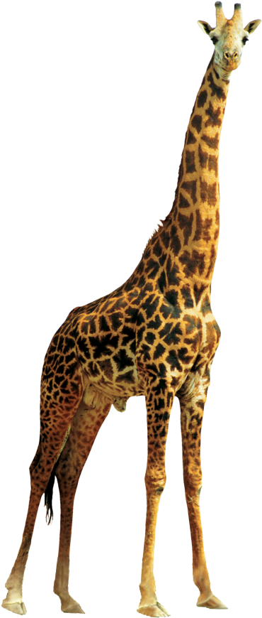 Elegant Giraffe Standing Tall