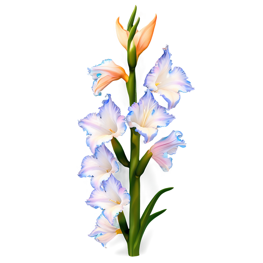 Elegant Gladiolus Png Hsm