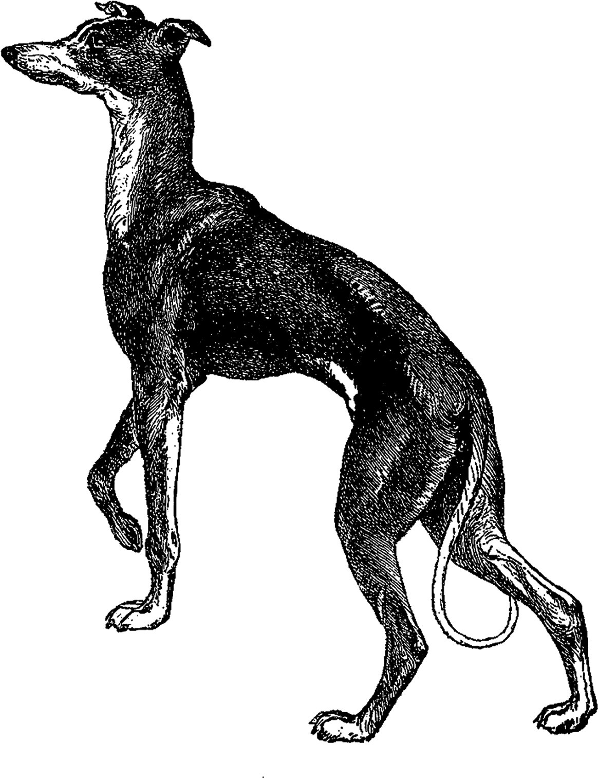 Elegant Greyhound Standing