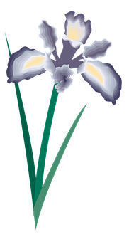 Elegant Iris Vector Art