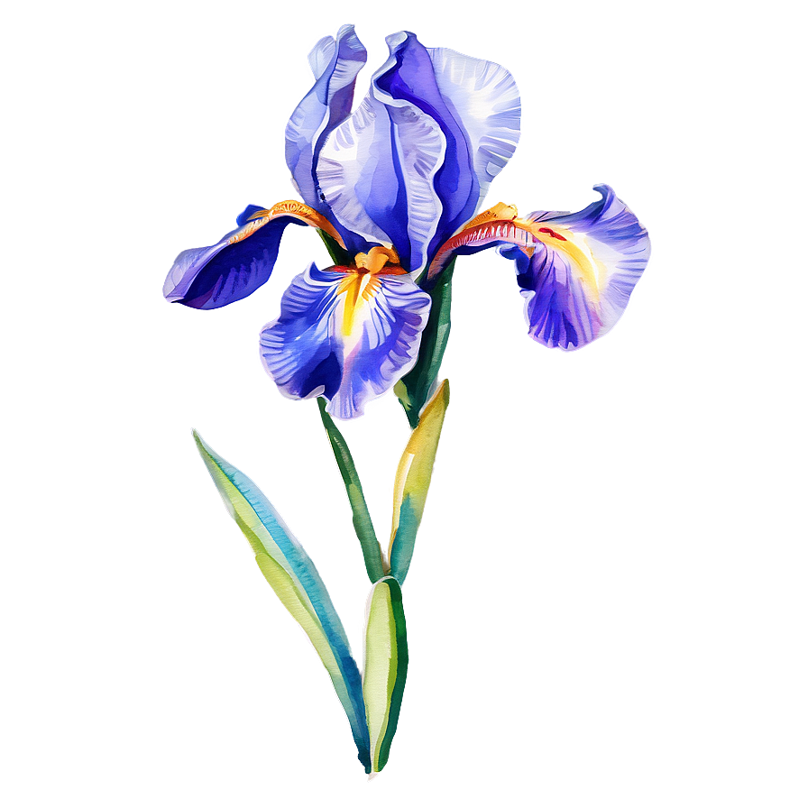 Elegant Iris Watercolor Png 06272024