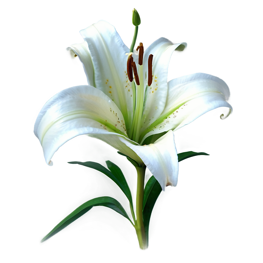 Elegant Lily Pattern Png Bhk