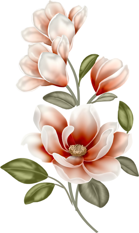 Elegant Magnolia Blossoms