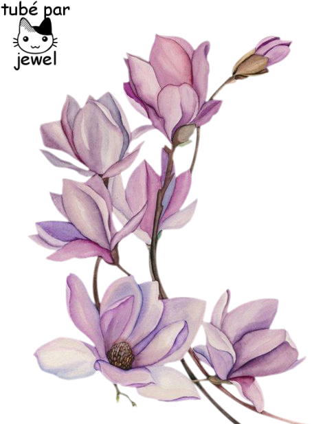 Elegant Magnolia Sketch