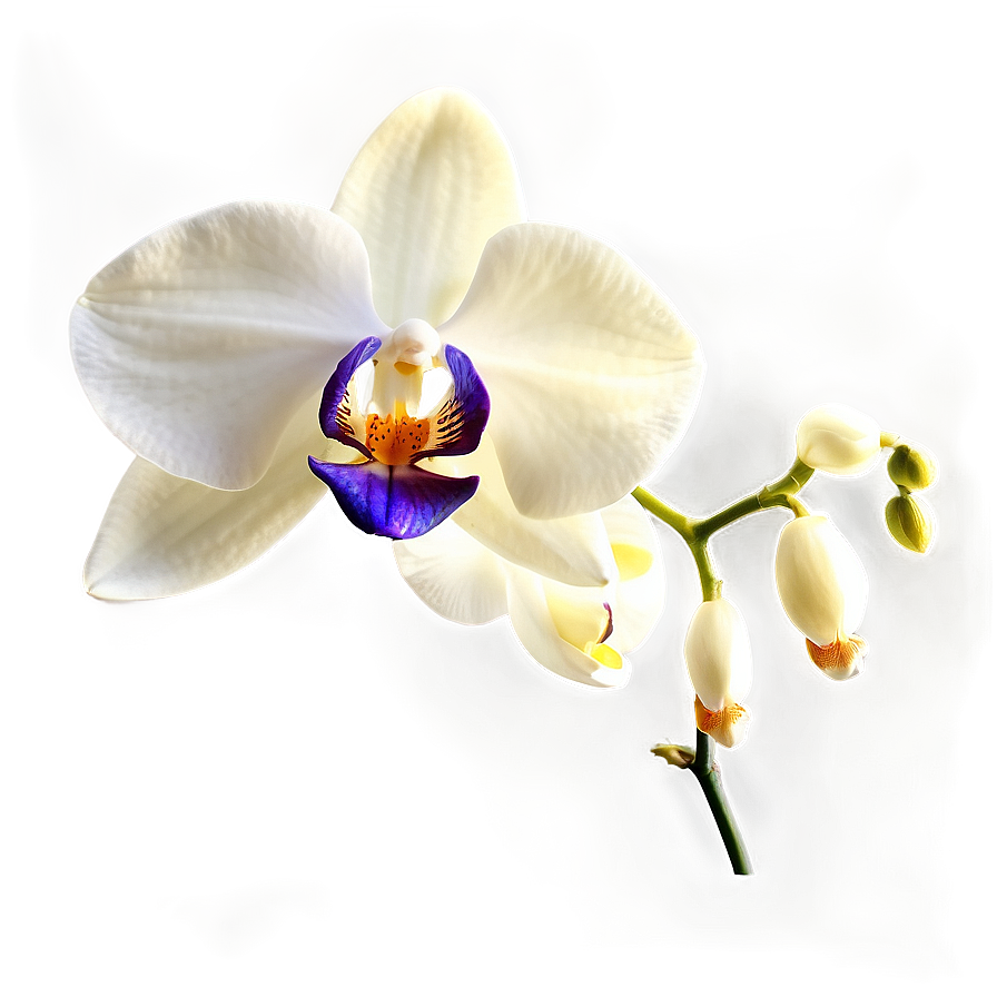 Elegant Orchid Png 77