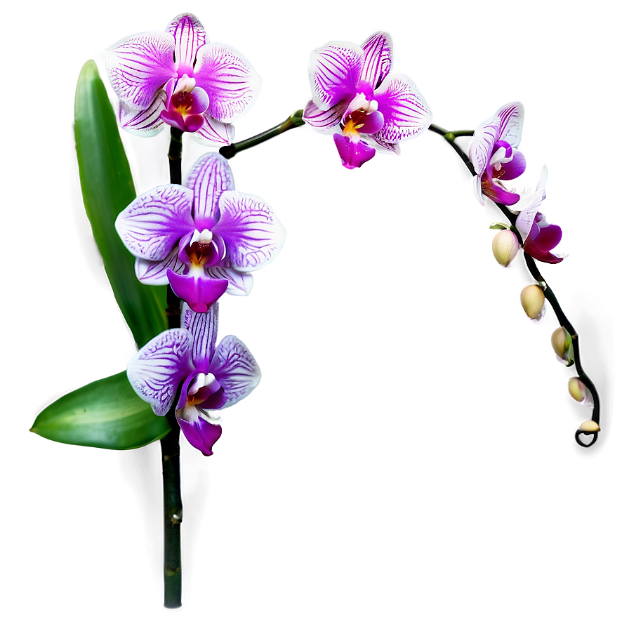 Elegant Orchid Png Ico50