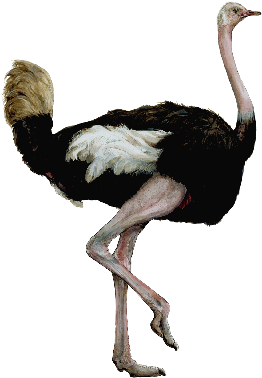 Elegant Ostrich Standing