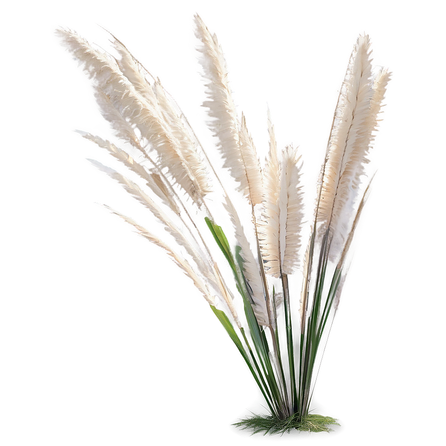 Elegant Pampas Grass Png 41