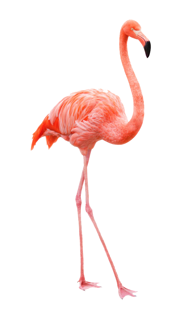 Elegant Pink Flamingo Standing