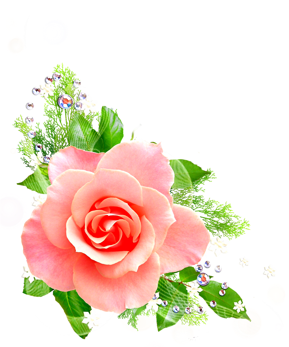 Elegant Pink Rose Floral Design.png
