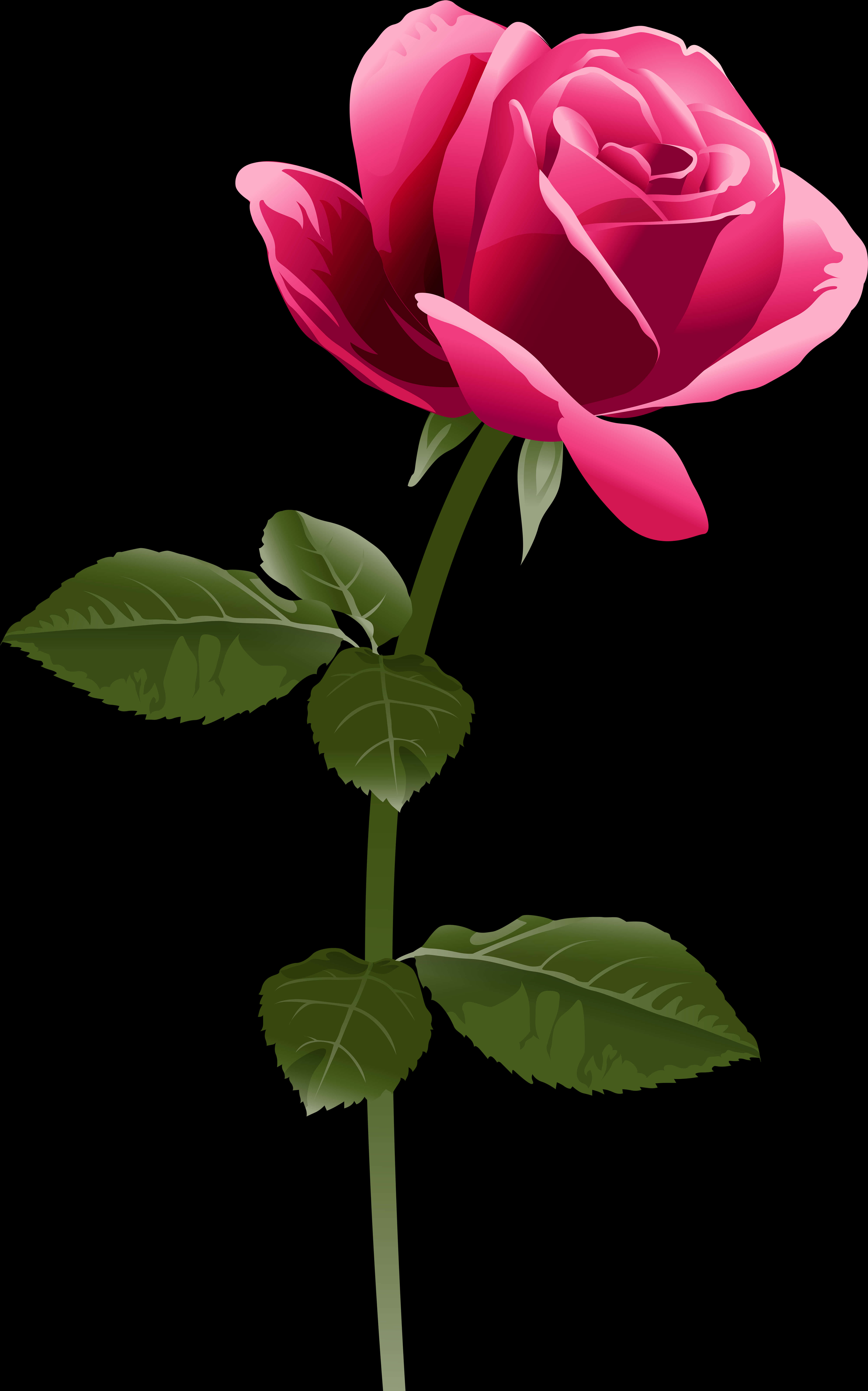 Elegant Pink Rose Vector