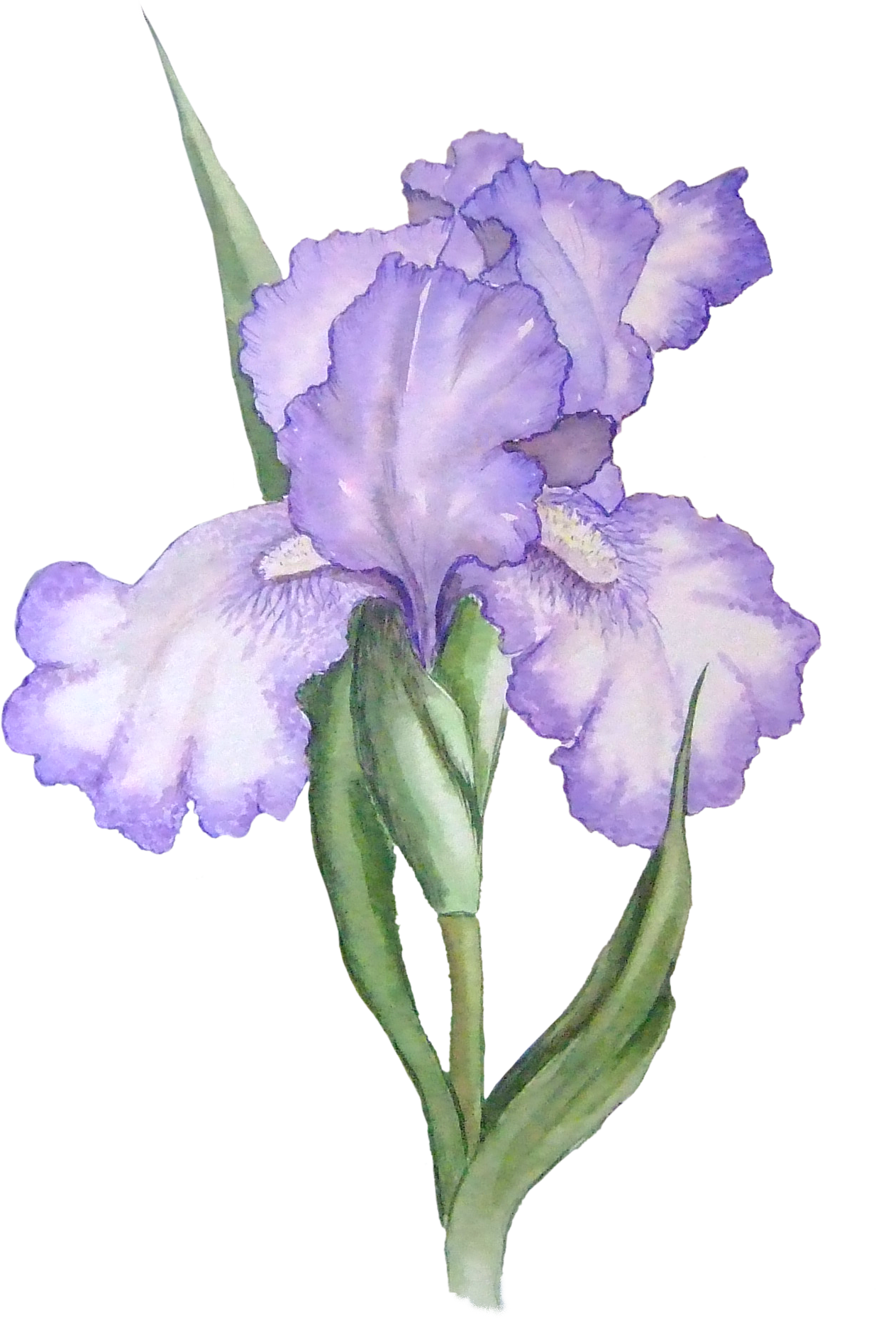 Elegant Purple Iris Watercolor