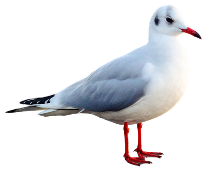 Elegant Seagull Black Background