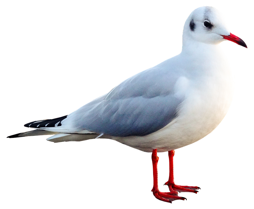 Elegant Seagull Standing