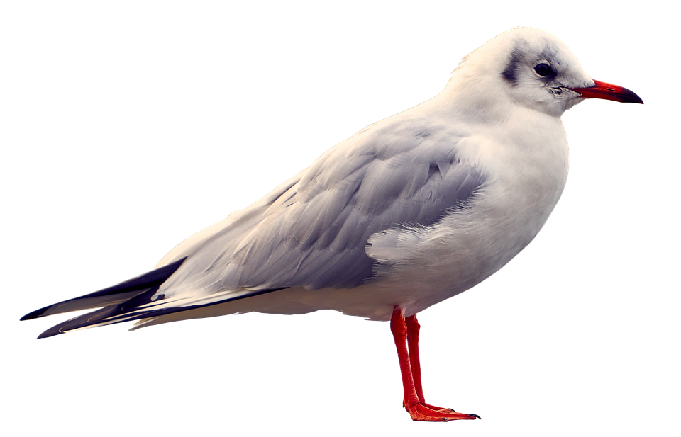 Elegant Seagull Standing