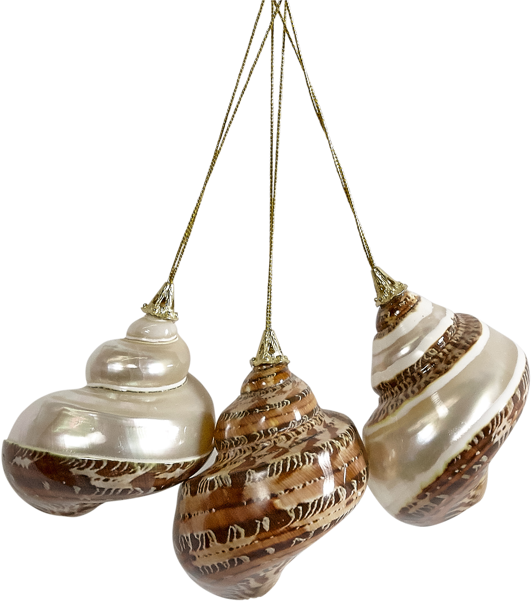 Elegant Shell Ornaments