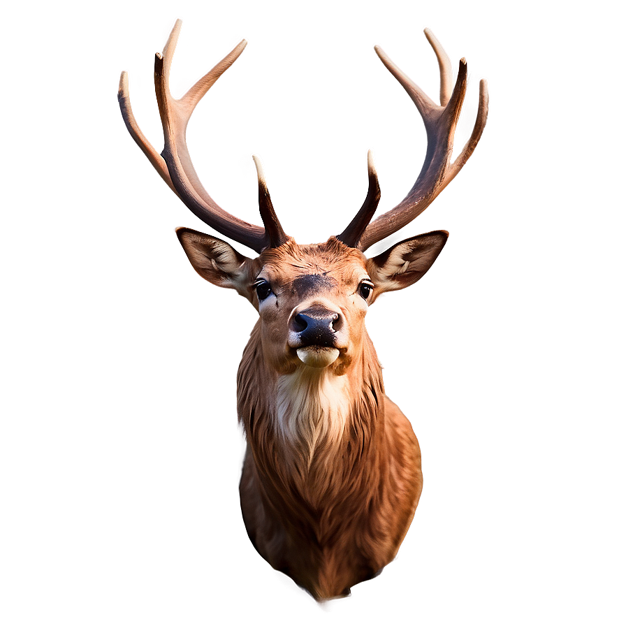 Elegant Stag Design Png Gas