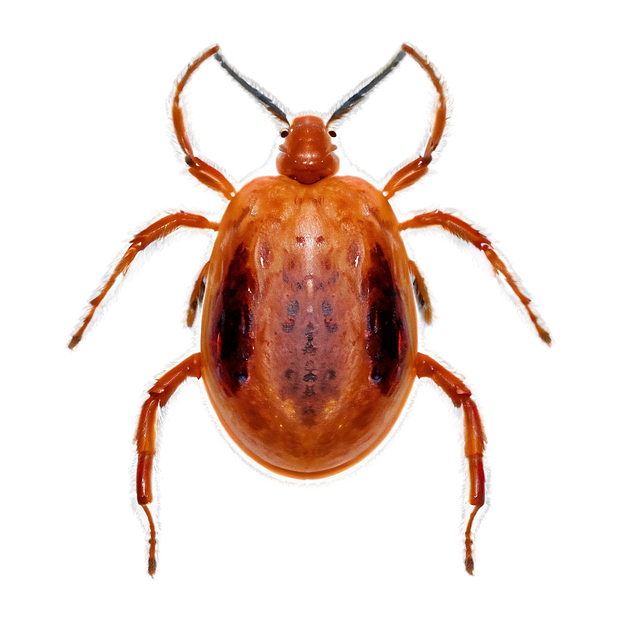 Elegant Tick Representation Png 05252024