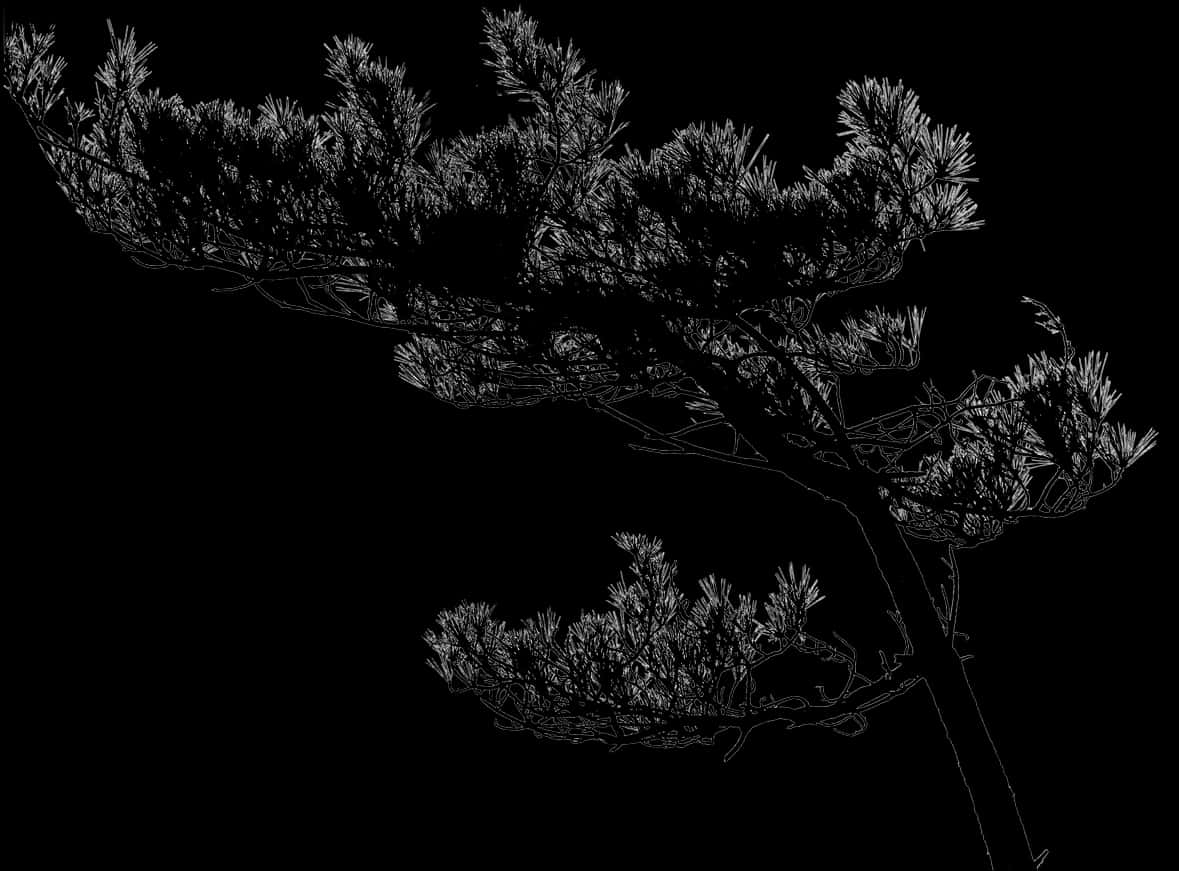 Elegant Tree Silhouette Against Dark Background.jpg