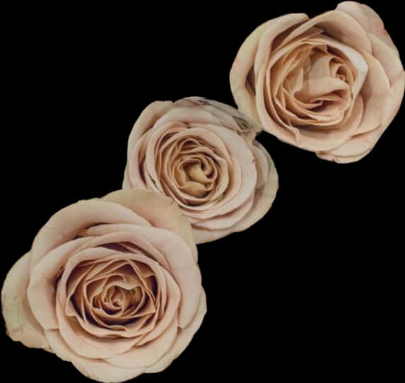 Elegant_ Trio_of_ Blush_ Roses