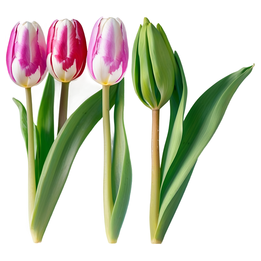 Elegant Tulip Png 83