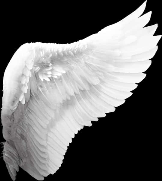 Elegant White Angel Wing