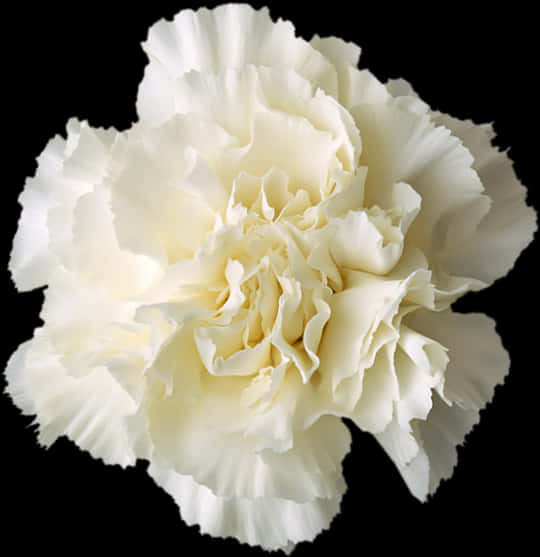 Elegant White Carnation Black Background