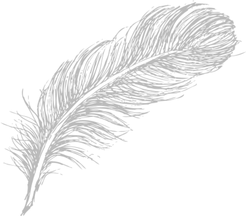 Elegant White Feather Illustration