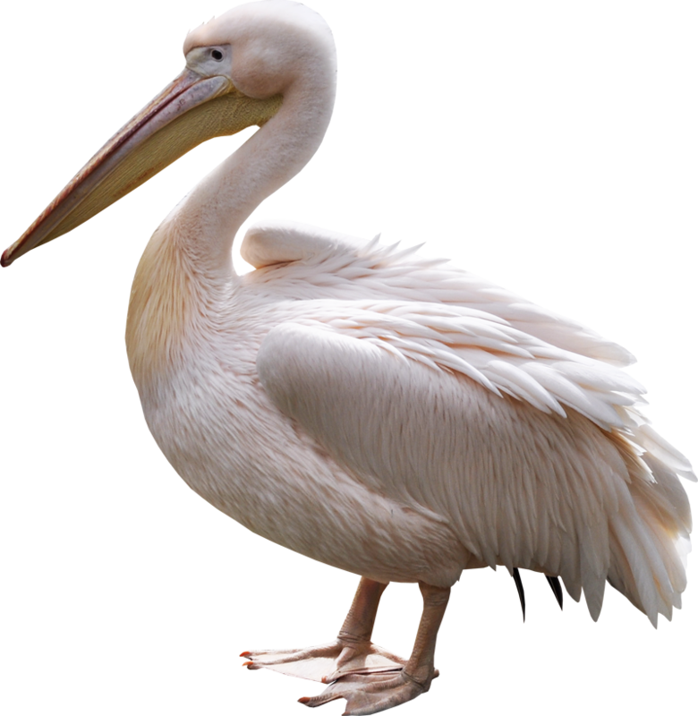 Elegant White Pelican Standing