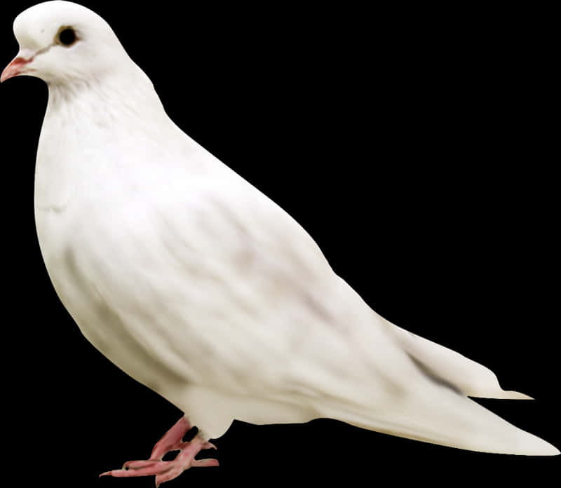 Elegant White Pigeon Profile