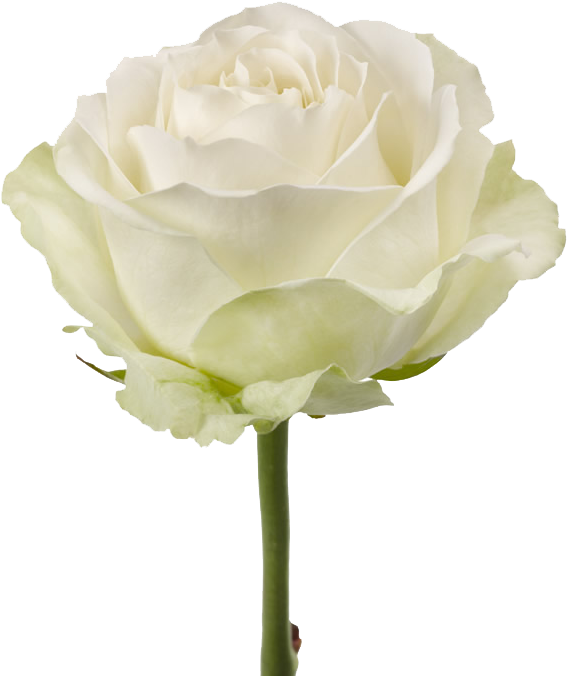 Elegant White Rose