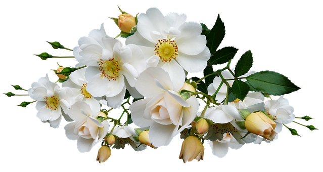 Elegant White Roseson Black Background