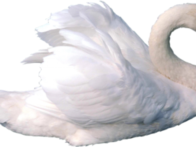 Elegant White Swan Graceful Pose