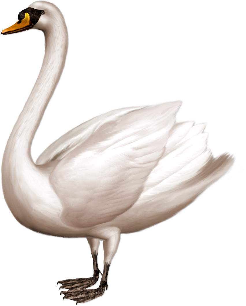 Elegant White Swan Illustration.png